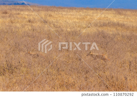 Two jackals walking in dry savannah in Ngorongoro crater national park, Tanzania 110870292