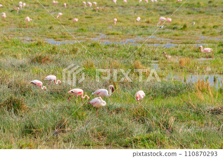 Lesser flamingo (Phoeniconaias minor) in Ngorongoro crater national park in Tanzania. Wildlife of Africa Lesser flamingo (Phoeniconaias minor) in Ngorongoro crater national park in Tanzania. Wildlife of Africa 110870293