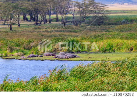Group of hippos (Hippopotamus amphibius) laying on a lakeshore in Ngorongoro Crater national park, Tanzania 110870298