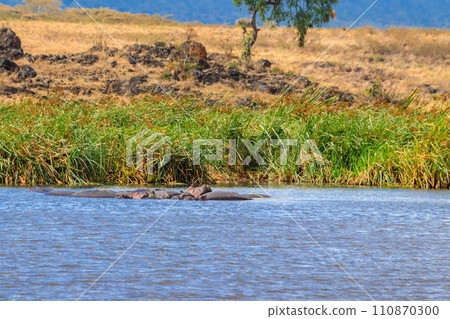 Group of hippos (Hippopotamus amphibius) in a lake in Ngorongoro Crater national park, Tanzania 110870300