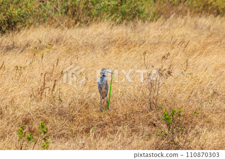 Black-headed heron (Ardea melanocephala) eating eastern green mamba (Dendroaspis angusticeps) snake in dry grass in Ngorongoro Crater National Park, Tanzania 110870303