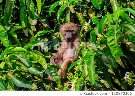 Olive baboon (Papio anubis), also called the Anubis baboon, on a tree in Lake Manyara National Park in Tanzania 110870306