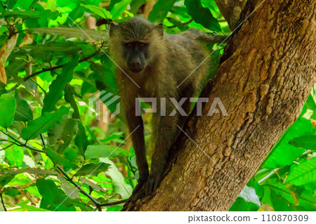 Olive baboon (Papio anubis), also called the Anubis baboon, on a tree in Lake Manyara National Park in Tanzania 110870309