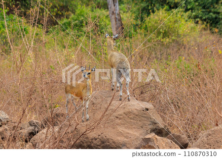 Kirk's dik-dik (Madoqua kirkii) in Lake Manyara national park, Tanzania Kirk's dik-dik (Madoqua kirkii) in Lake Manyara national park, Tanzania 110870310