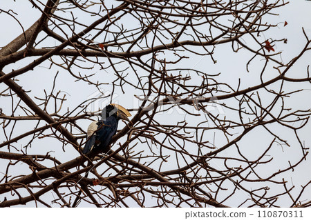 Silvery-cheeked hornbill (Bycanistes brevis) in Lake Manyara National Park, Tanzania 110870311