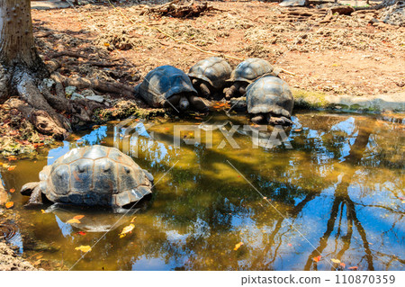 Aldabra giant tortoises on Prison island, Zanzibar in Tanzania Aldabra giant tortoises on Prison island, Zanzibar in Tanzania 110870359