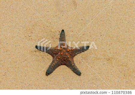 Starfish on the yellow sand beach. Top view Starfish on the yellow sand beach. Top view 110870386