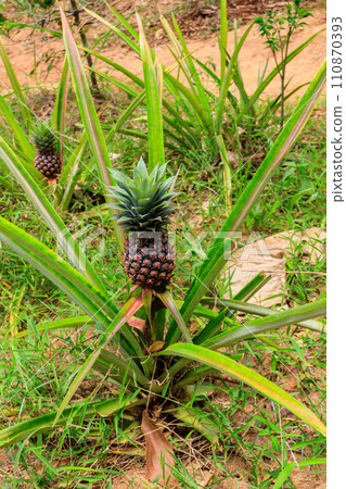 Pineapple plant with unripe fruit growing in the garden 110870393