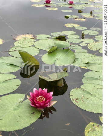 水錶面上的荷花反射 水錶面上的荷花反射 110870511
