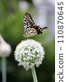 Swallowtail butterfly and green onion 110870645