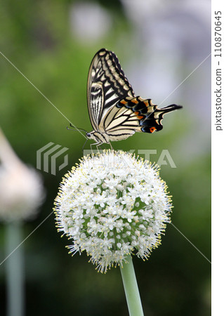 Swallowtail butterfly and green onion 110870645