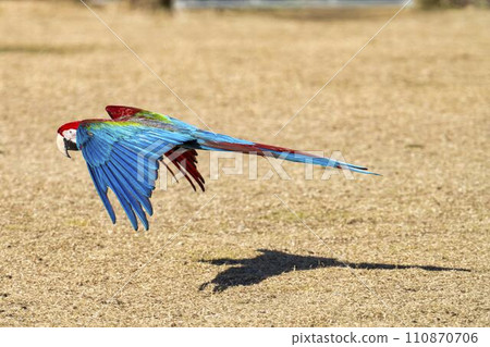 飛行中的金剛鸚鵡，神戶動物王國，兵庫縣神戶市 110870706