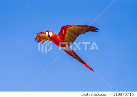 Red macaw flying around Kobe Animal Kingdom Kobe City, Hyogo Prefecture 110870710
