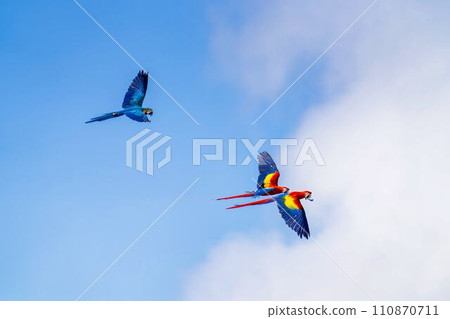 Red macaw and blue macaw flying around Kobe Animal Kingdom Kobe City, Hyogo Prefecture Red macaw and blue macaw flying around Kobe Animal Kingdom Kobe City, Hyogo Prefecture 110870711
