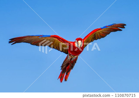 Red macaw flying around Kobe Animal Kingdom Kobe City, Hyogo Prefecture 110870715