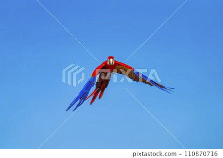 Red macaw flying around Kobe Animal Kingdom Kobe City, Hyogo Prefecture 110870716