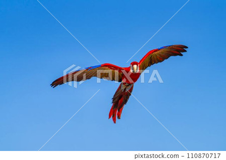 Red macaw flying around Kobe Animal Kingdom Kobe City, Hyogo Prefecture Red macaw flying around Kobe Animal Kingdom Kobe City, Hyogo Prefecture 110870717