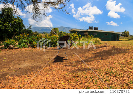 Marabou stork (Leptoptilos crumenifer) walking in a camp site in Tanzania 110870721