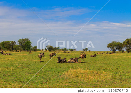 Herd of blue wildebeest (Connochaetes taurinus) in savannah in Serengeti national park in Tanzania. Great migration 110870740