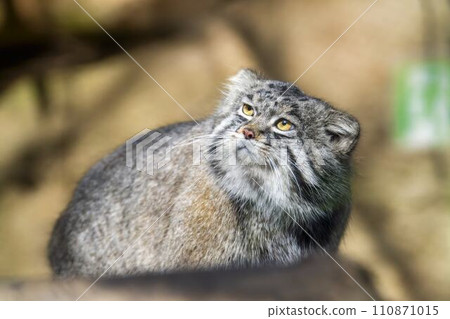 Sitting manul cat Kobe Animal Kingdom Kobe City, Hyogo Prefecture Sitting manul cat Kobe Animal Kingdom Kobe City, Hyogo Prefecture 110871015