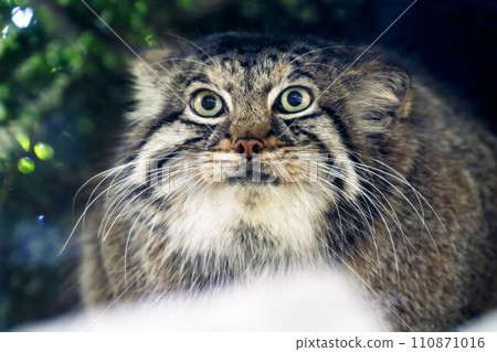 坐貓 神戶動物王國 兵庫縣神戶市 坐貓 神戶動物王國 兵庫縣神戶市 110871016