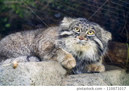 Sitting manul cat Kobe Animal Kingdom Kobe City, Hyogo Prefecture 110871017