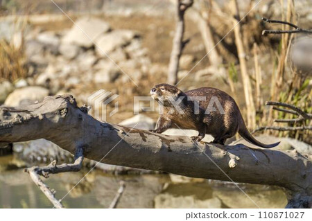 神戶動物王國的小爪水獺 兵庫縣神戶市 110871027