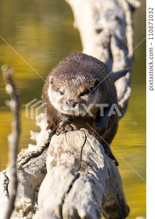 Kobe Animal Kingdom’s small-clawed otter Kobe City, Hyogo Prefecture 110871032