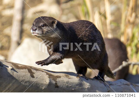 小爪水獺在神戶動物王國周圍奔跑 兵庫縣神戶市 110871041