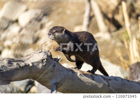 小爪水獺在神戶動物王國周圍奔跑 兵庫縣神戶市 110871045
