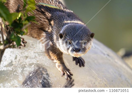 神戶動物王國的小爪水獺 兵庫縣神戶市 神戶動物王國的小爪水獺 兵庫縣神戶市 110871051