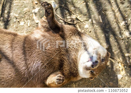 露出肚子的小爪水獺 神戶動物王國 兵庫縣神戶市 110871052