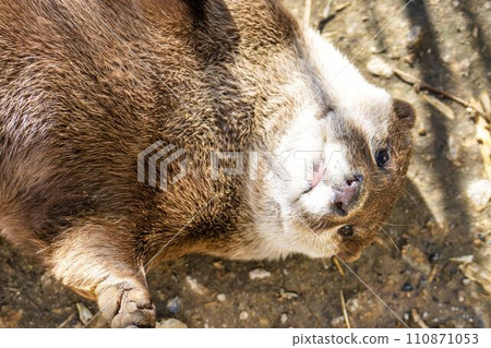 露出肚子的小爪水獺 神戶動物王國 兵庫縣神戶市 110871053