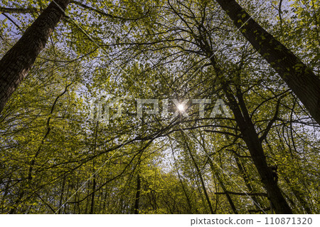maple trees blooming in spring , close up 110871320