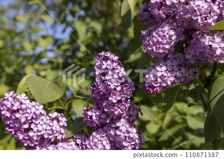 lilac flowers in sunny spring weather 110871387