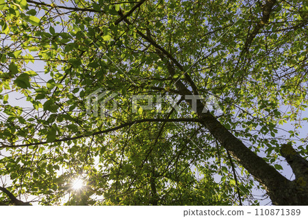 green cherry foliage in close-up against a blue sky green cherry foliage in close-up against a blue sky 110871389