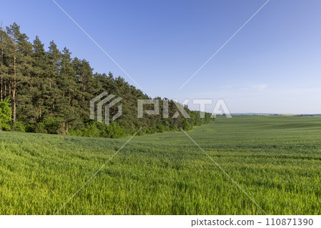 a large number of green wheat sprouts in the spring season a large number of green wheat sprouts in the spring season 110871390