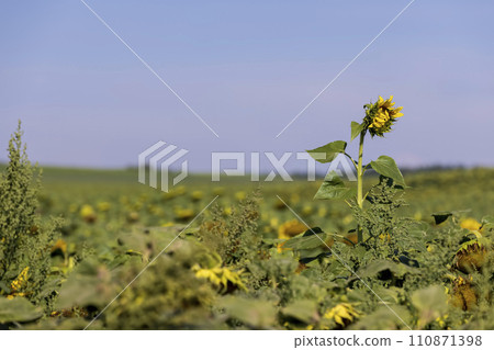 fading sunflowers in the summer, blooming sunflowers fading sunflowers in the summer, blooming sunflowers 110871398