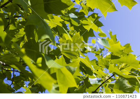 tulip tree with green foliage in windy weather tulip tree with green foliage in windy weather 110871423