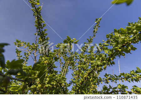 green berries on gooseberry bushes against a blue sky green berries on gooseberry bushes against a blue sky 110871435