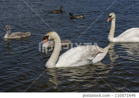 grey chicks of the white sibilant swan with grey down 110871646