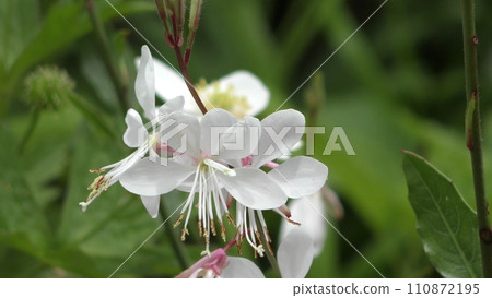 Yamamomosou之花 110872195