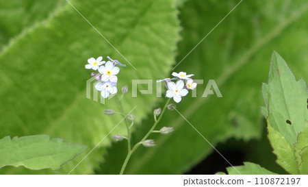 Forget-me-not flowers Forget-me-not flowers 110872197