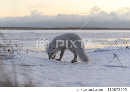 Arctic fox (Vulpes Lagopus) in winter time in Siberian tundra Arctic fox (Vulpes Lagopus) in winter time in Siberian tundra 110872295