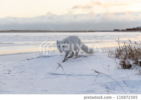 Arctic fox (Vulpes Lagopus) in winter time in Siberian tundra Arctic fox (Vulpes Lagopus) in winter time in Siberian tundra 110872305