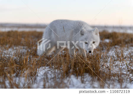 Arctic fox (Vulpes Lagopus) in winter time in Siberian tundra 110872319
