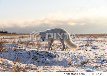 Arctic fox (Vulpes Lagopus) in winter time in Siberian tundra 110872346