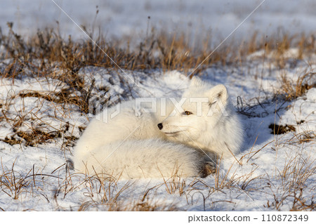 Arctic fox (Vulpes Lagopus) in wilde tundra. Arctic fox lying. Sleeping in tundra. 110872349