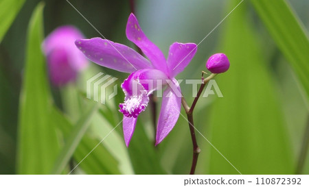 矽烷花 矽烷花 110872392