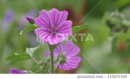 Mallow flower 110872394